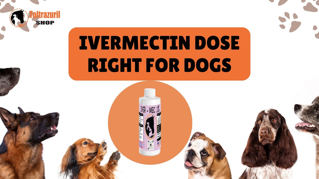 Getting the Ivermectin Dose Right for Dogs