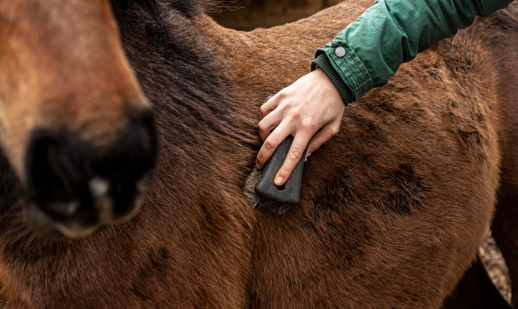 Managing Ringworm Infections in Horses