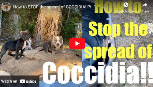 How to STOP the spread of COCCIDIA! Pt. 1