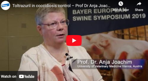 Toltrazuril in Coccidiosis Control – Prof Dr Anja Joachim Video