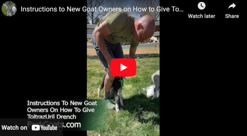 Instructions to New Goat Owners on How to Give Toltrazuril Drench