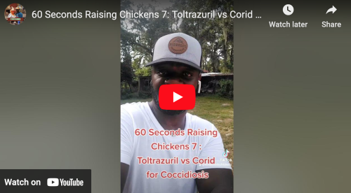 60 Seconds Raising Chickens: Toltrazuril vs Corid for Coccidiosis