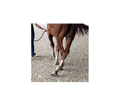 epm in horse - needs toltrazuril