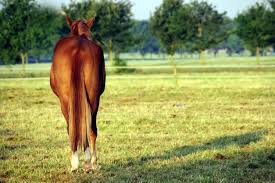 The Efficacy of Toltrazuril in Treating EPM in Horses