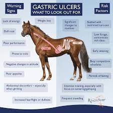 Understanding Equine Gastric Ulcers