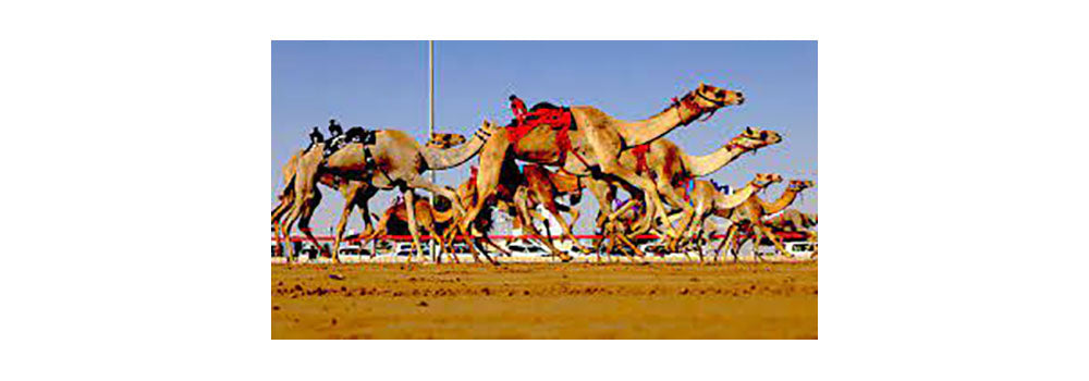 camels on toltrazuril