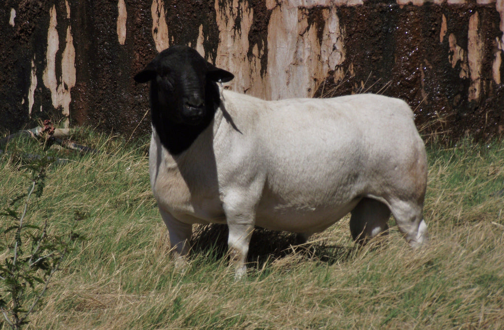 The Ultimate Guide to Toltrazuril for Dorper Sheep: Effective Solutions for Coccidiosis