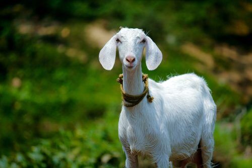 Goat without coccidia