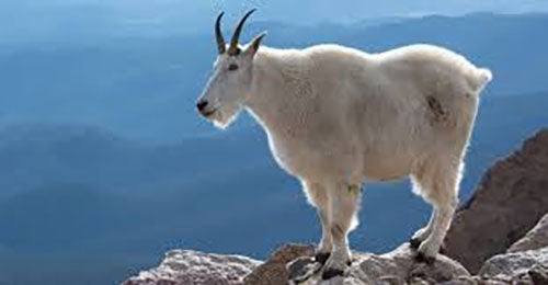 goat using toltrazuril