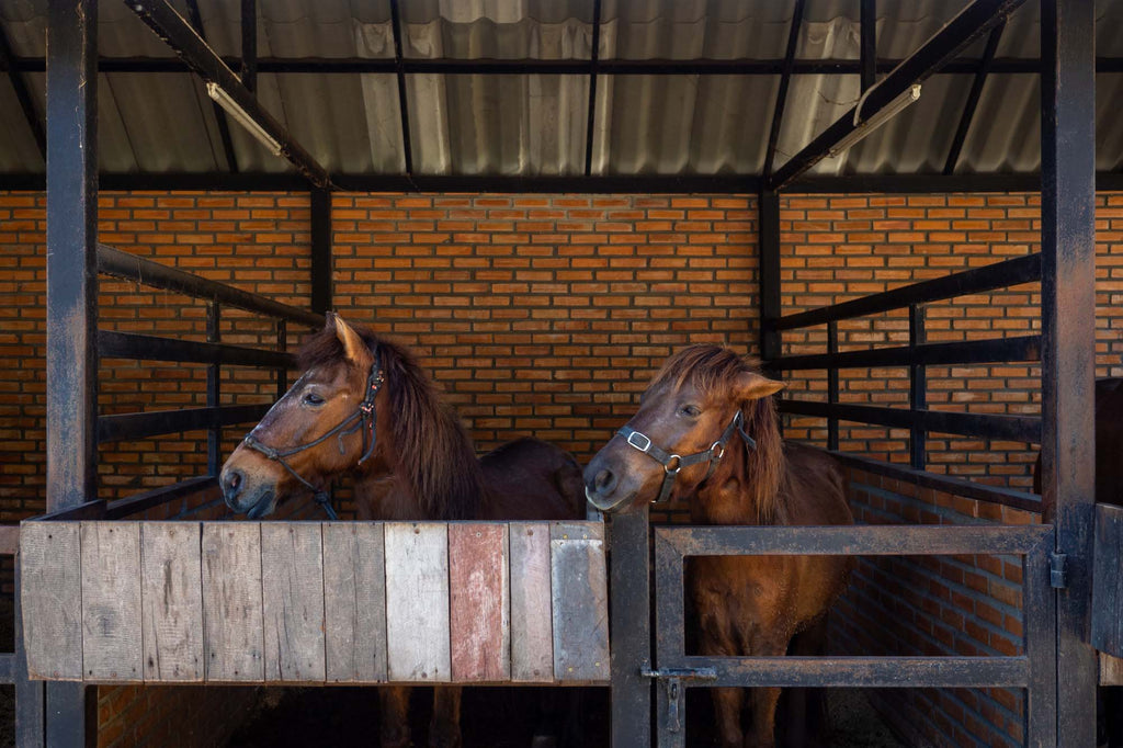 Horse Shelter and Housing: Creating a Safe Haven for Your Equine Companion