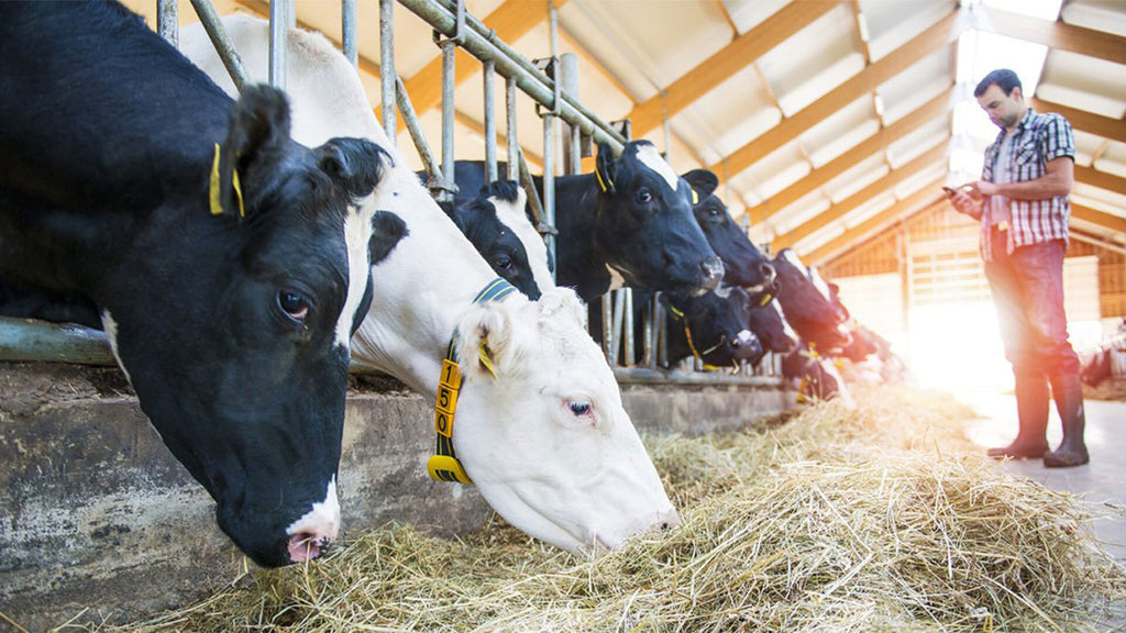 Unveiling the Secret to Thriving Livestock: The Key to Livestock Health Support