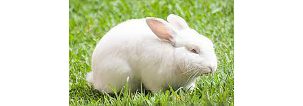 rabbits who use toltrazuril
