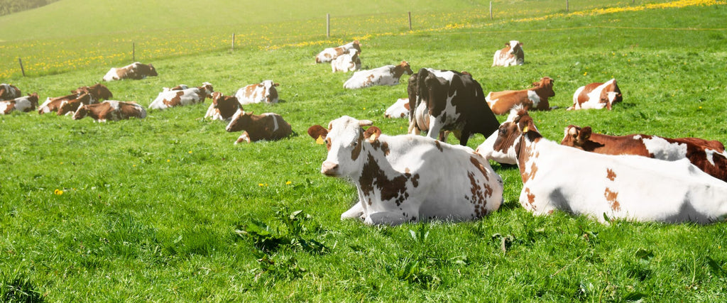 Achieving Optimal Livestock Health: Essential Guidelines You Need to Know
