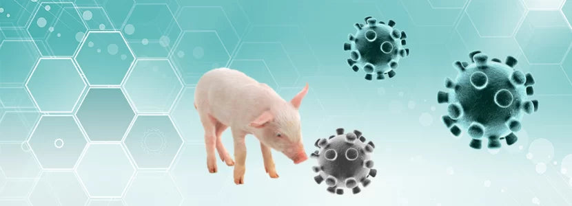 Maximizing Swine Health: The Role of Toltrazuril