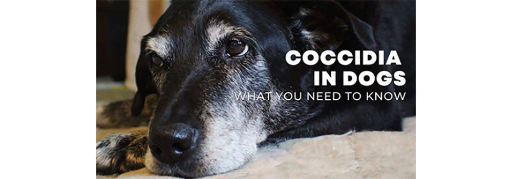 Coccidia-in-Dogs-What-Pet-Parents-Need-to-Know