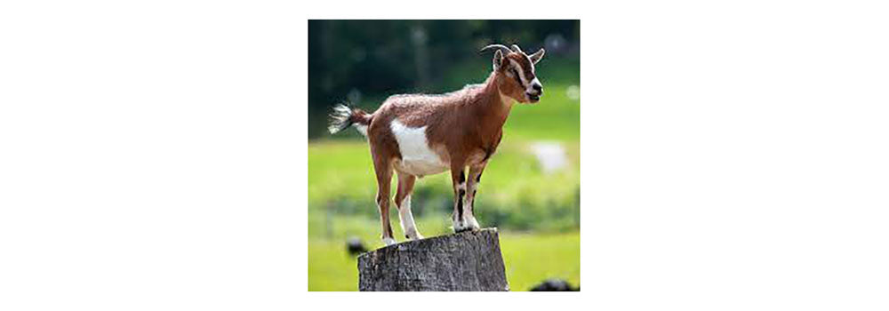 Toltrazuril for Goats