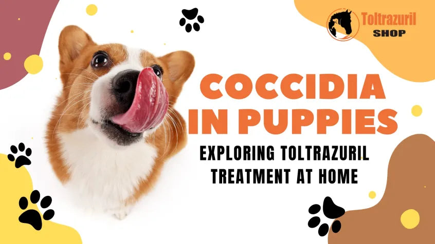 Coccidia in Puppies: Exploring Toltrazuril Treatment at Home