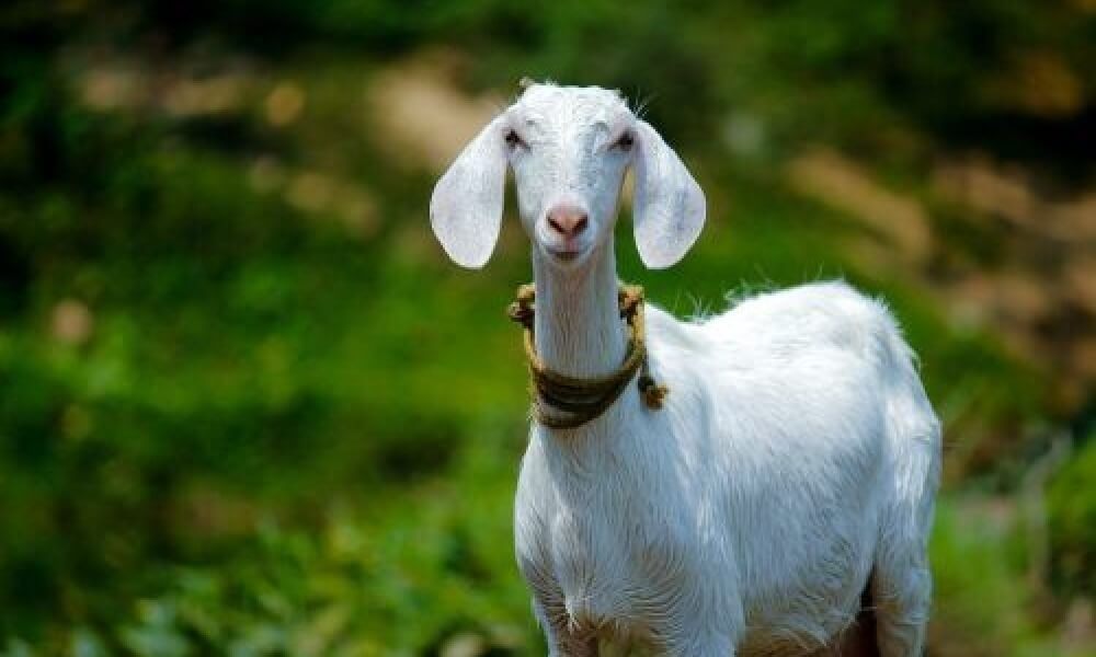 How to Administer Toltrazuril to Goats