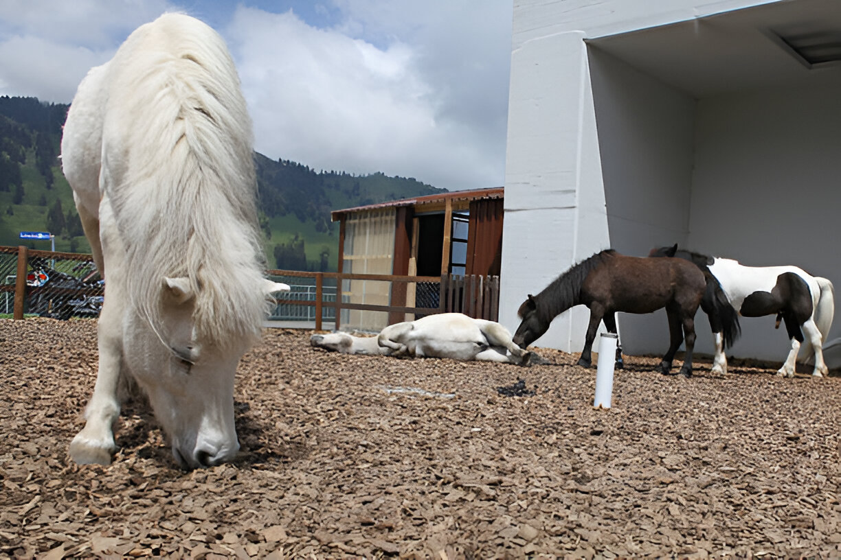 Monitoring Vitamin B12 Levels in Horses on Omeprazole