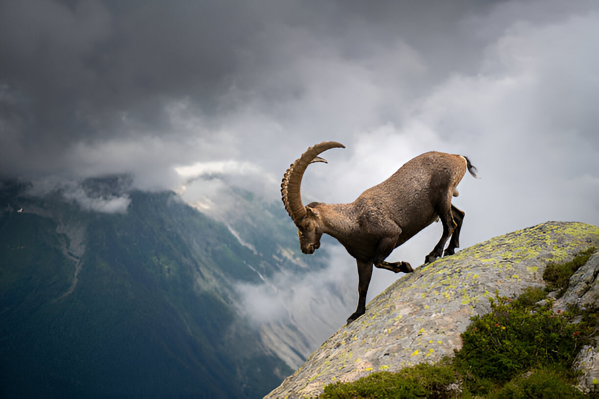Effective Coccidiosis Control in Goats: Toltrazuril & Baycox