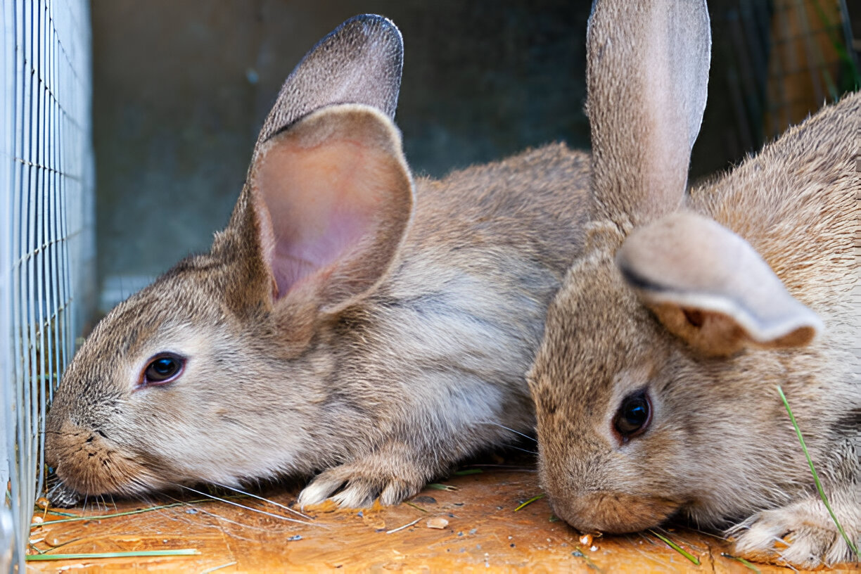 The Best Defense Against Rabbit Worms? Toltrazuril 5% Liquid Solution