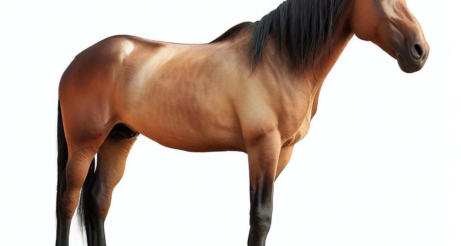 Understanding Colonic Ulcers in Horses: Causes, Symptoms, and Effective Treatments