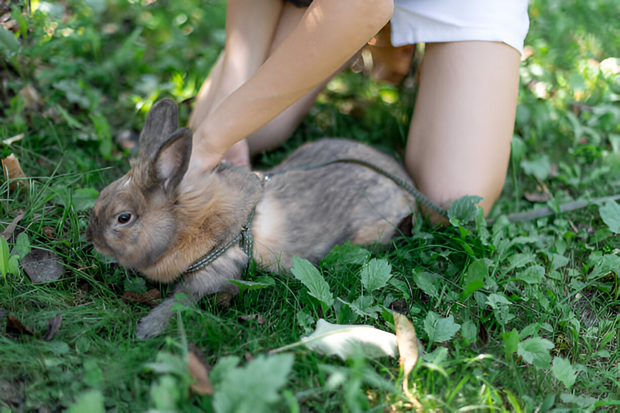 Why Toltrazuril Stands Out & Best Alternatives Top Dwormers for Rabbits 2024