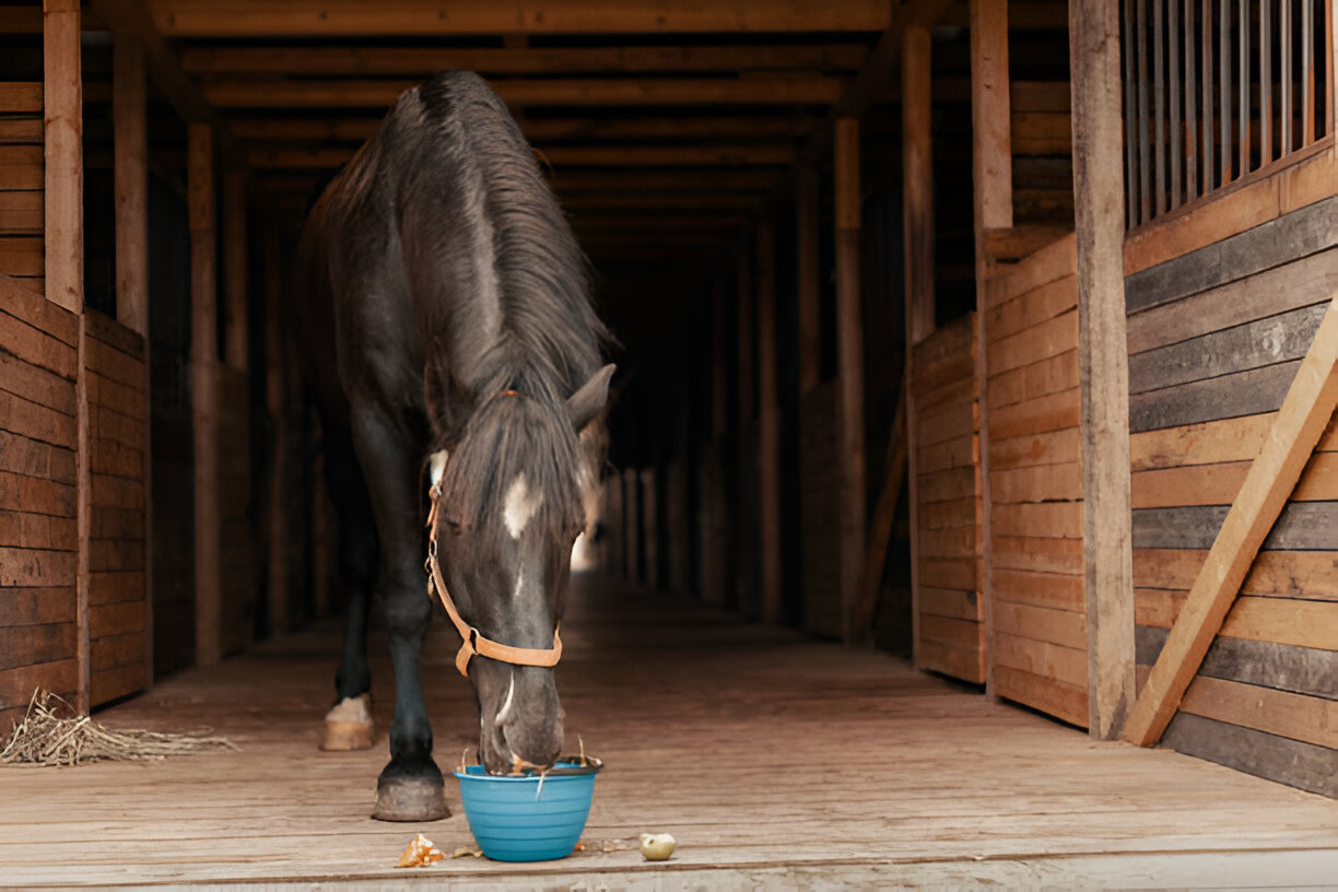 Equine Protozoal Myeloencephalitis (EPM) in Horses: Understanding, Identifying, and Treating