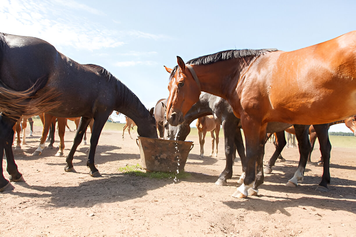 Equine Protozoal Myeloencephalitis (EPM): A Ray of Hope with Toltrazuril