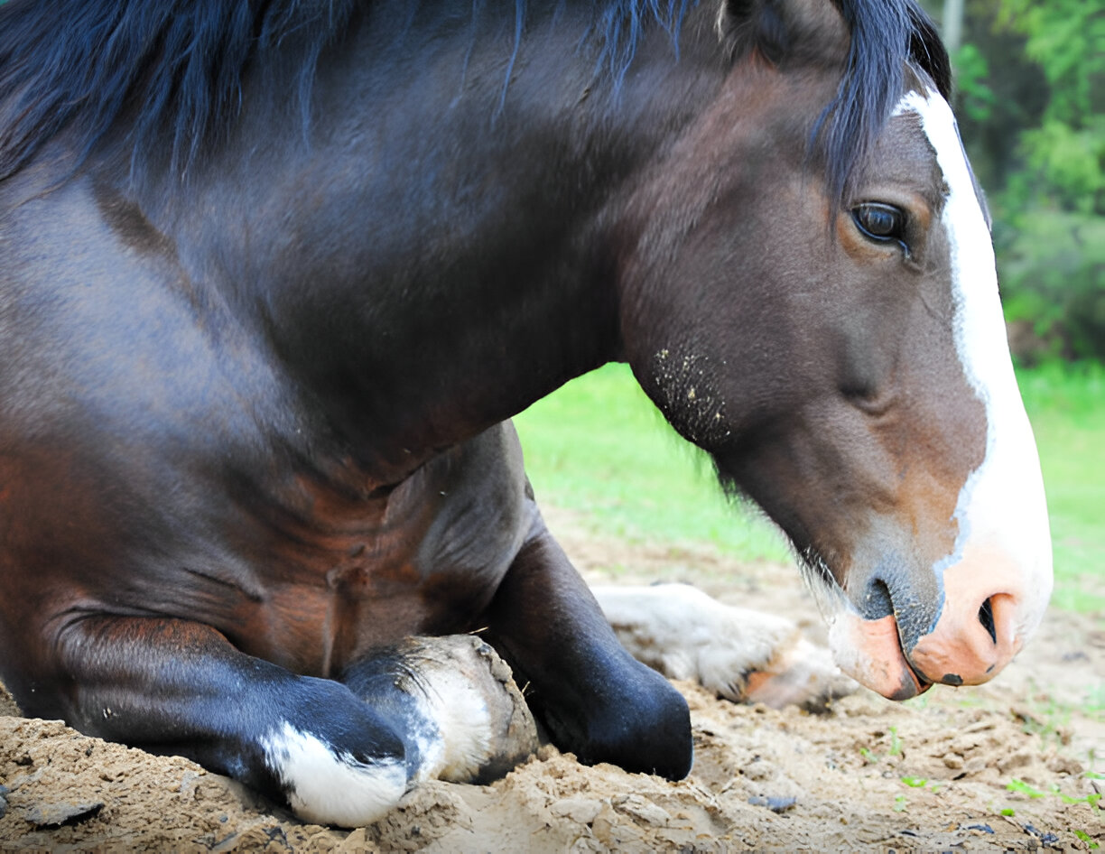 Understanding Equine Gastric Ulcers in Animals