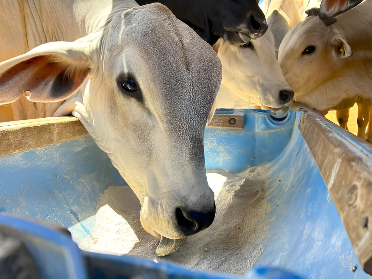Equine Protozoal Myeloencephalitis (EPM) Management: A Holistic Approach