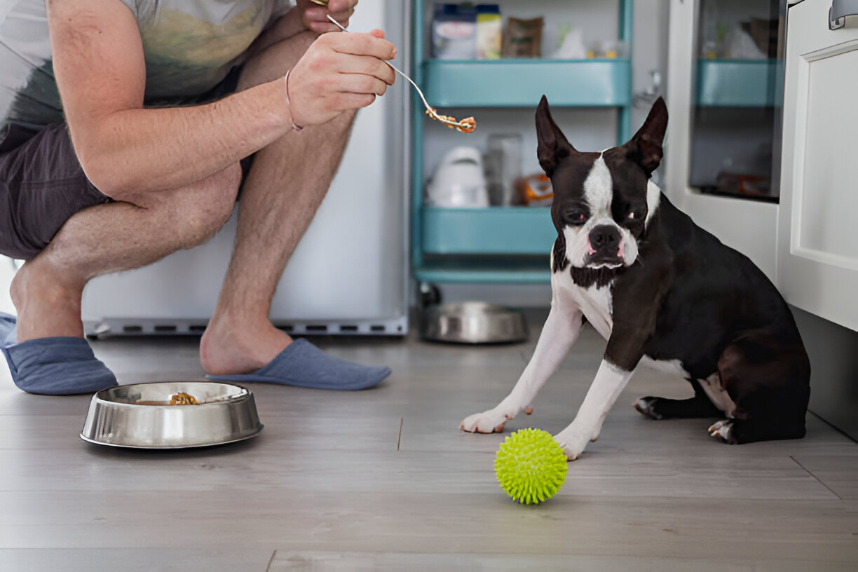Essential Foods for Dogs with Coccidia: Quick Recovery Tips