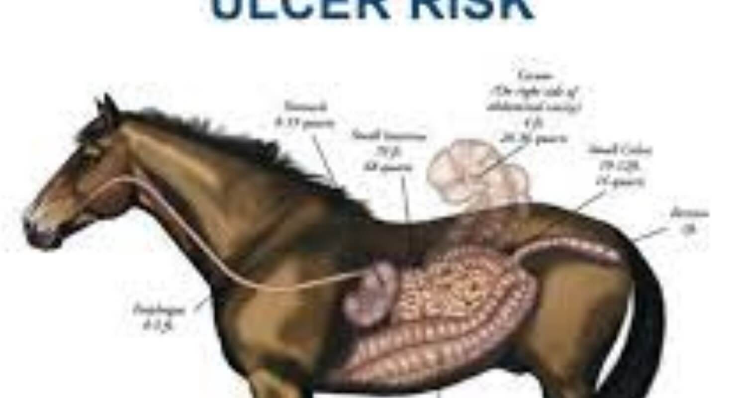 Gastric Ulcer in Horses: Key Signs for Effective Detection