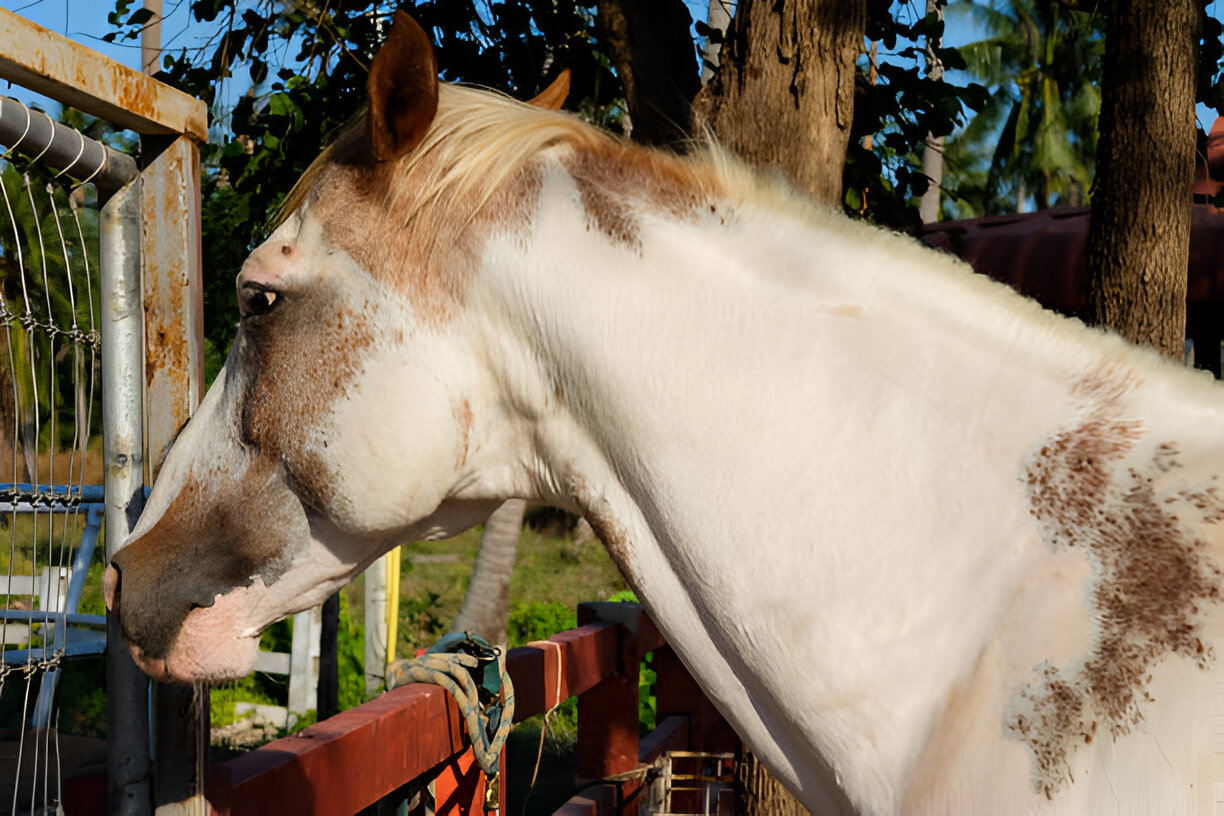 Gastric Ulcers in Horses