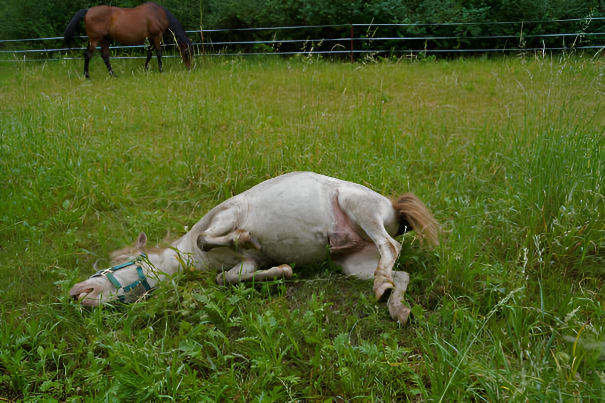Understanding Equine Gastric Ulcers