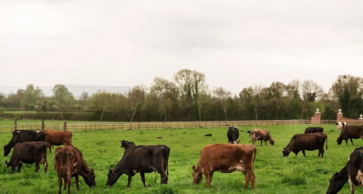 How To Dose Toltrazuril To Cattle