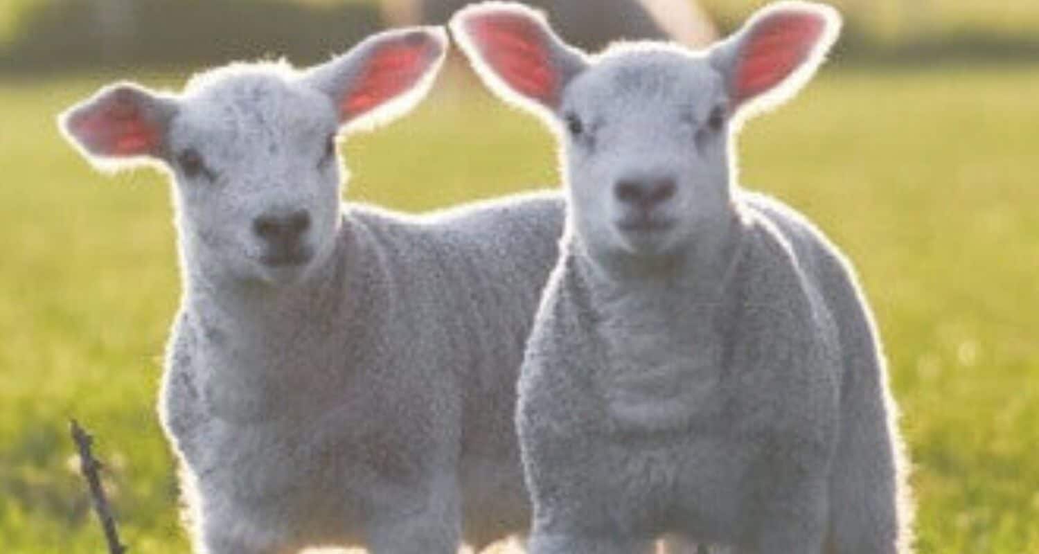 How To Dose Toltrazuril To Sheep