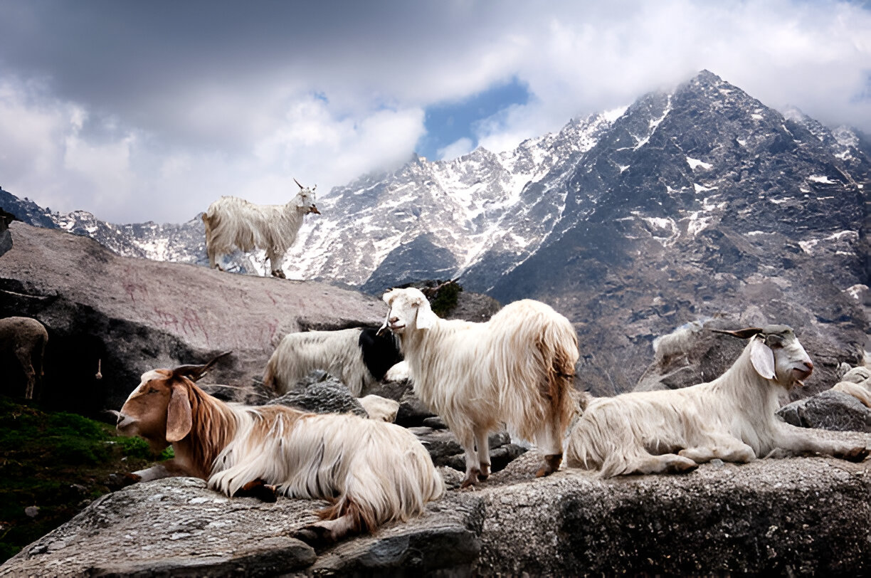 Keeping Goats Healthy: The Power of Toltrazuril