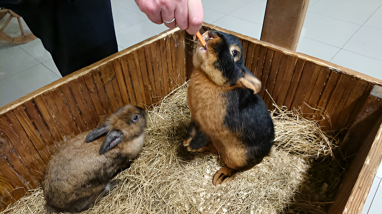 Toltrazuril: The Best Solution for Parasite-Free Rabbit