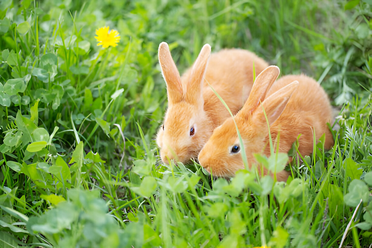 How to Deworm a Rabbit Using Toltrazuril? Tailored Care