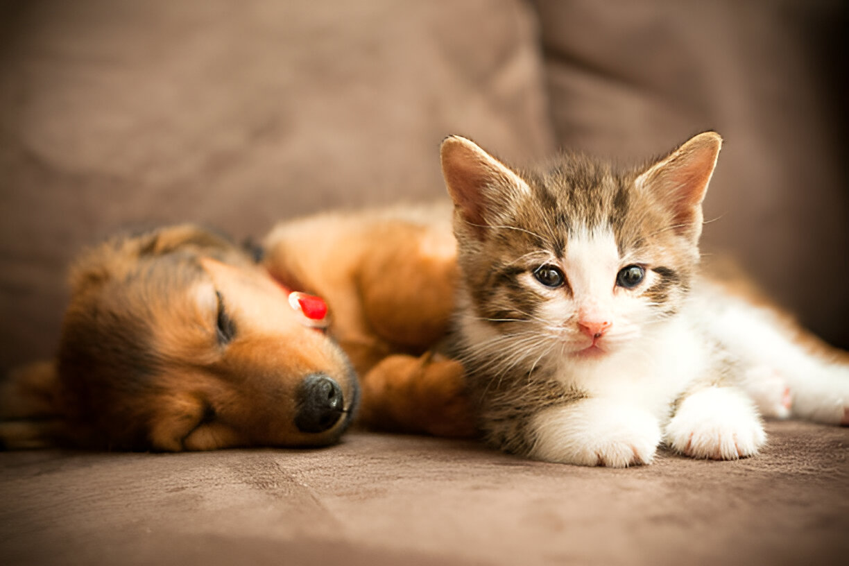 Toltrazuril Dosage Guidelines for Various Animals