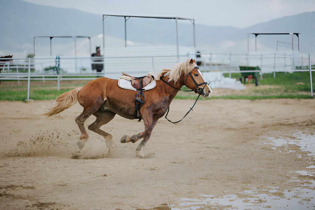 Managing Ringworm Infections in Horses