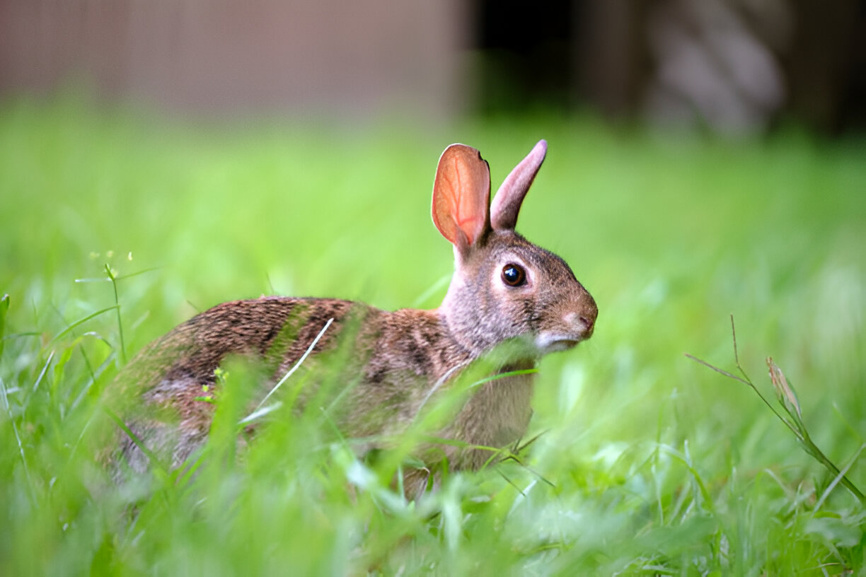 How is Going Natural With Toltrazuril as a Gentle De-wormer for Rabbits?