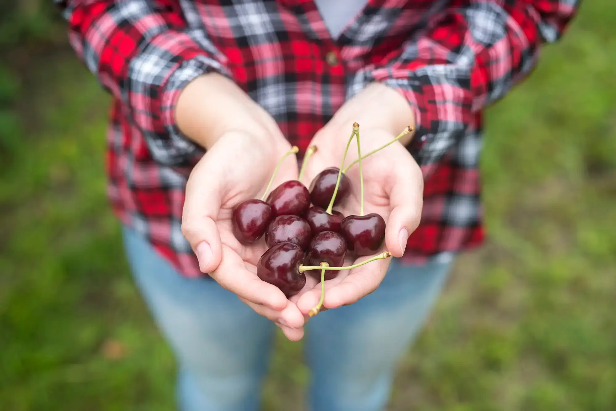 Optimizing Equine Health: The Power of Grape Seed Extract