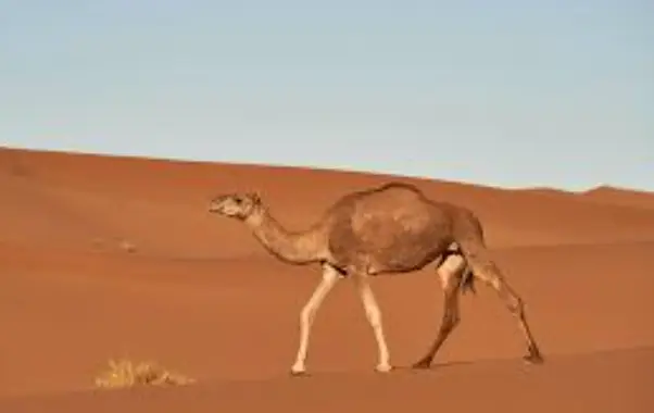 Toltrazuril for Camels – Comprehensive Guide