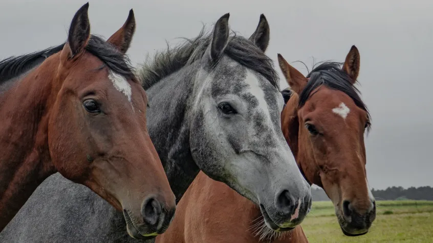 Albendazole 11.36%: A Trusted Solution for Horse Parasite Control