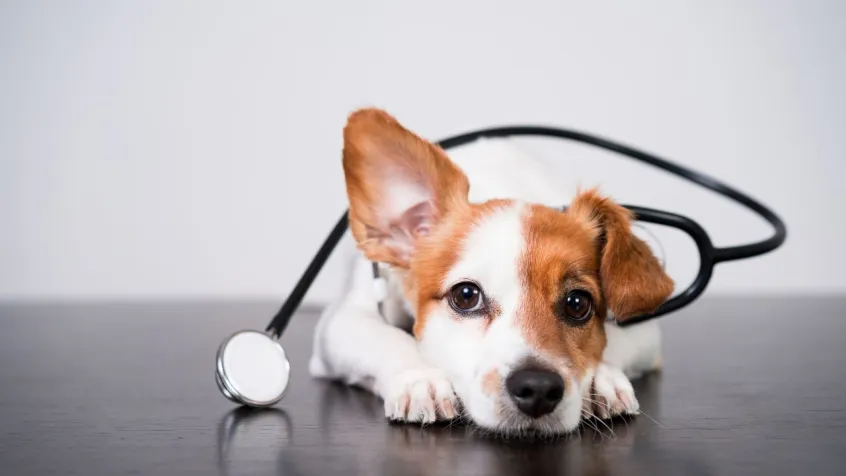 The Importance of Regular Deworming for Your Dog’s Health