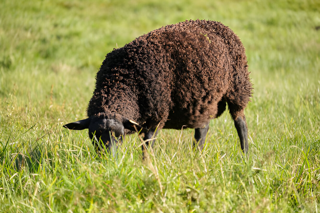 The Disadvantages of Dorper Sheep in Farming: An In-depth Analysis