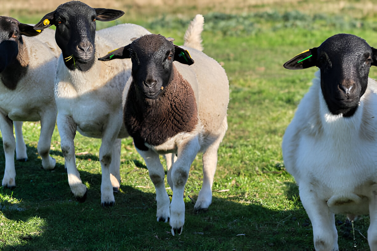 Exploring the Various Uses of Dorper Sheep