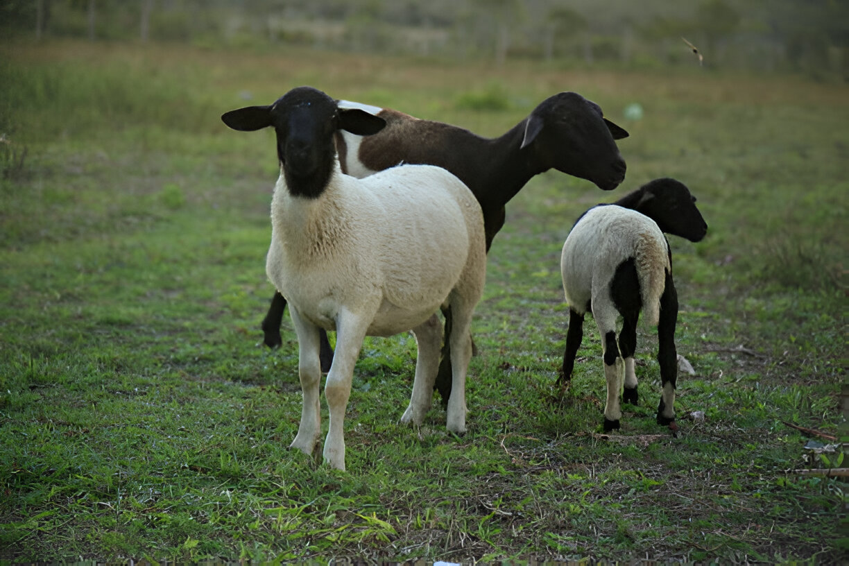 Discovering the Lifespan of Dorper Sheep